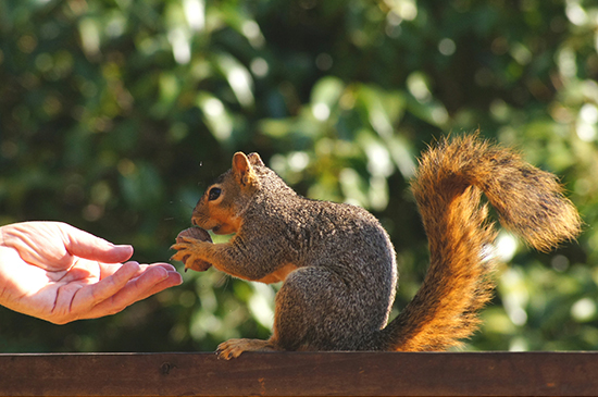 A garden in Martinez, California where rescued wildlife are rehabilitated.